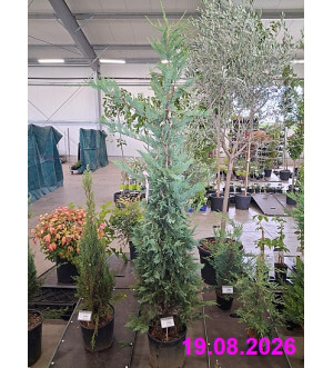 Cupressocyparis leylandii C 15 L